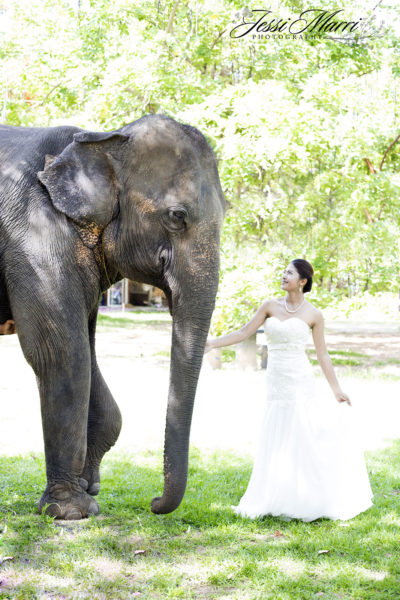 Elephant Bride